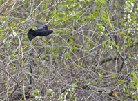 Red winged Blackbird 1644
